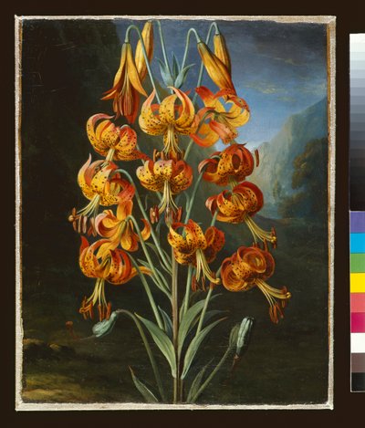 Lilium Superbum, pintado para el `Templo de Flora de R. J. Thornton, c.1798 de Philip Reinagle